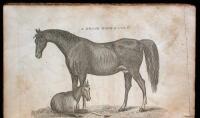 The Gentleman's New Pocket Farrier, comprising a General Description of the Noble and Useful Animal The Horse...