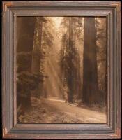 "Sunshine Thru Redwoods", framed orotone photograph