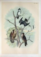 The Birds of North America. [Studer's Popular Ornithology]...artistically drawn and colored from Nature by Theodore Jasper