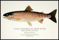 The Western Angler: An Account of Pacific Salmon and Western Trout