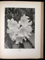 Rhododendrons