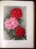 Rhododendrons - 3