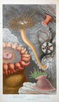 Actinologia Britannica. A History of the British Sea-Anemones & Corals