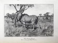 Life History of African Game Animals