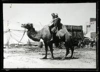 Approximately 60 photographs of circuses in Santa Cruz