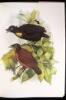 The Birds of Paradise and Bower Birds - 2