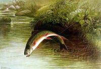 Game Fishes of the United States