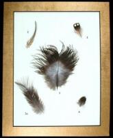 Rare and Unusual Fly Tying Materials: A Natural History. Volume I - Birds