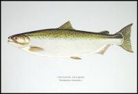 Salmon of the World