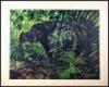 The Rhinoceros. A Monograph