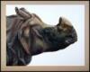 The Rhinoceros. A Monograph - 2