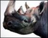 The Rhinoceros. A Monograph - 4