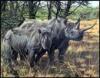 The Rhinoceros. A Monograph - 5