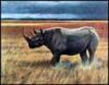 The Rhinoceros. A Monograph - 6
