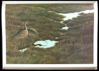 The Shorebirds of North America