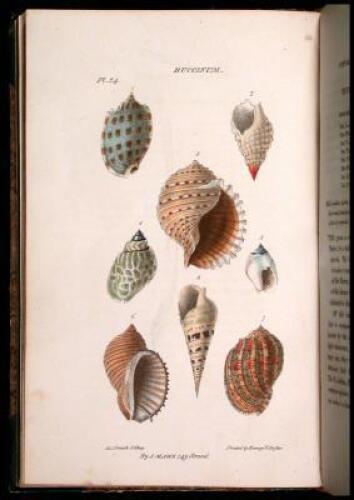 The Linnaean System of Conchology...