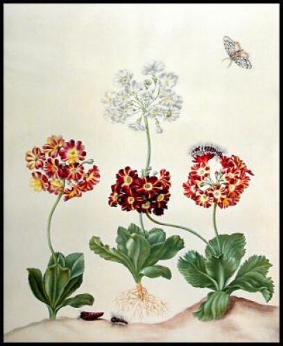 Maria Sibylla Merian
