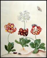 Maria Sibylla Merian