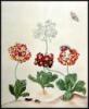Maria Sibylla Merian