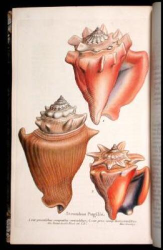 [The Genera of Recent and Fossil Shells]