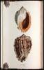 [The Genera of Recent and Fossil Shells] - 2