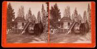 Lot of four stereo views of Big Trees in the Sierra