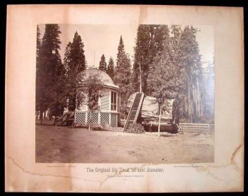 The Original Big Tree, 32 feet Diameter, Mammoth Grove, Calaveras County, Cal. No. 29