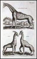 Historiae naturalis [de quadrupedibus; de avibus; de piscibus et cetis; de xanguibus aquaticus; de insectis; de serpentibus et draconibus]