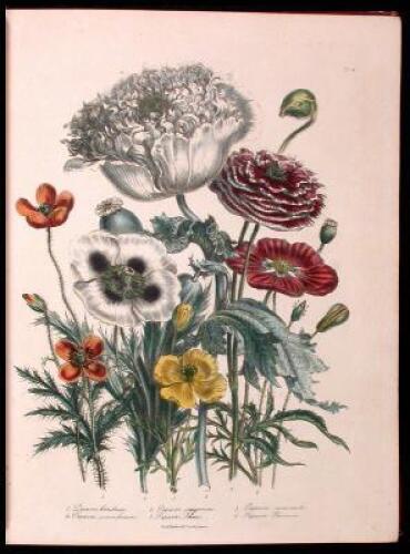 The Ladies' Flower-Garden of Ornamental Annuals