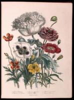 The Ladies' Flower-Garden of Ornamental Annuals