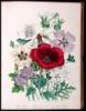 The Ladies' Flower-Garden of Ornamental Annuals - 2