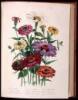The Ladies' Flower-Garden of Ornamental Annuals - 5