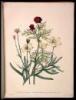 The Ladies' Flower-Garden of Ornamental Annuals - 9