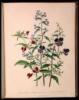 The Ladies' Flower-Garden of Ornamental Annuals - 12