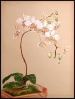 Orchids. The Royal Family of Plants