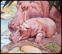 The Book of Baby Beasts
