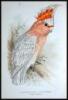 The Speaking Parrots: A Scientific Manual