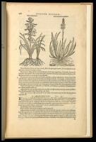 A Leaf from the 1583 Rembert Dodoens Herbal printed by Christopher Plantin