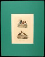 Collection of 5 colored copperplates