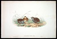 Excalfatoria Minima, Gould