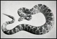 The Rattlesnakes, Genera Sistrurus and Crotalus. A Study in Zoogeography and Evolution
