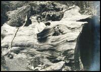 Photograph album of Yosemite's Big Trees, including many of the Mariposa Grove of Giant Sequoias