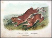 The Quadrupeds of North America. Vol I