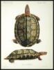 Biologia Centrali-Americana: Reptilia and Batrachia - 2
