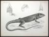 Biologia Centrali-Americana: Reptilia and Batrachia - 4