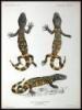 Biologia Centrali-Americana: Reptilia and Batrachia - 5