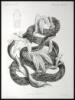 Biologia Centrali-Americana: Reptilia and Batrachia - 8