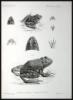 Biologia Centrali-Americana: Reptilia and Batrachia - 10
