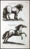 Historiae naturalis [de quadrupedibus; de avibus; de piscibus et cetis; de xanguibus aquaticus; de insectis; de serpentibus et draconibus] - 2