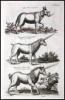 Historiae naturalis [de quadrupedibus; de avibus; de piscibus et cetis; de xanguibus aquaticus; de insectis; de serpentibus et draconibus] - 5